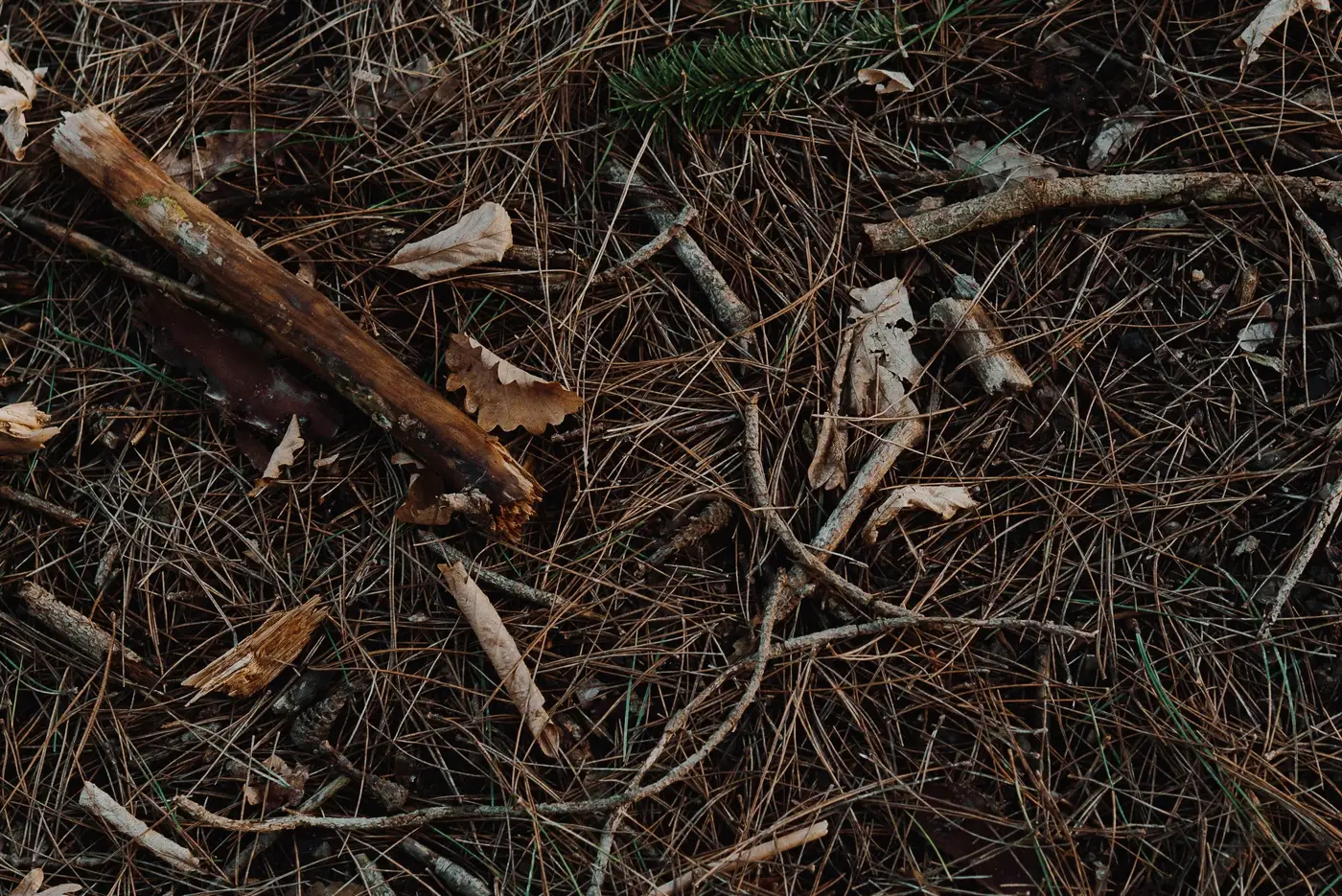 Pine needles, dry leaves, and fallen twigs covering a forest floor.