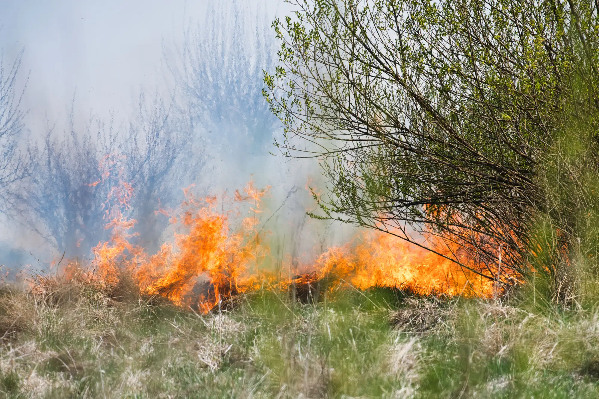 A low surface fire moving through grass and shrubs